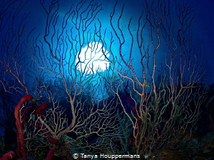 'Underwater Forest' - Sunlight shines through the tall co... by Tanya Houppermans 
